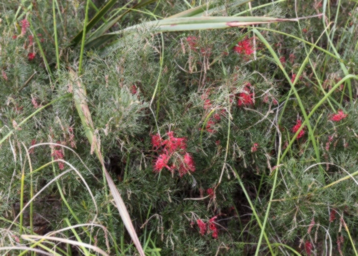 Western Australian Plants Proteaceae